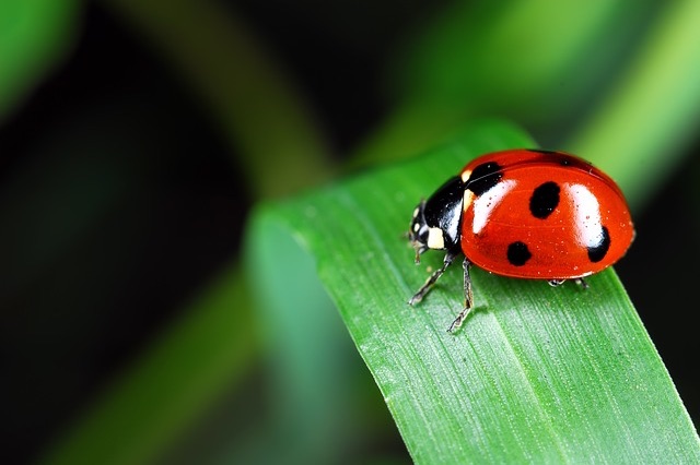 Lady Bug on a Leaf